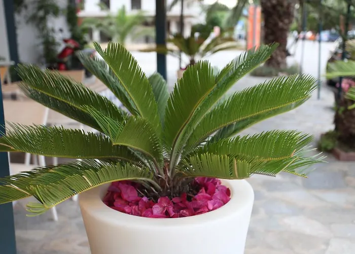 Alexandros Hotel Néoi Póroi